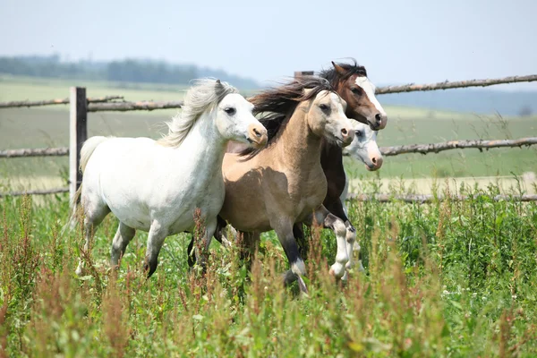 Jonge welsh ponnies samen op weidegronden uitgevoerd — Stockfoto