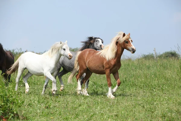 Welsh ponnies samen met — Stockfoto