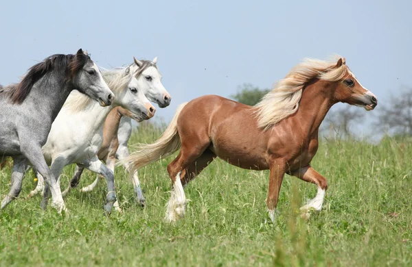 Ponnies met kastanje één in de lood running Wales — Stockfoto