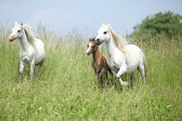 Welsh ponnies running — Stock Photo, Image