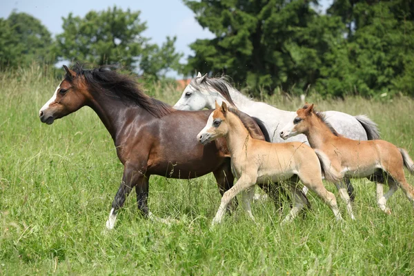 Mares and foals running on pasturage — Stock Photo, Image