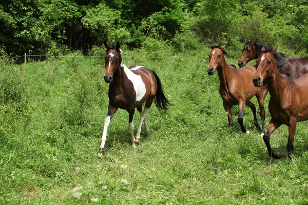 Lote de cavalos correndo — Fotografia de Stock