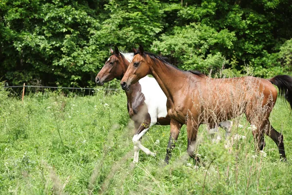 Due cavalli al pascolo — Foto Stock