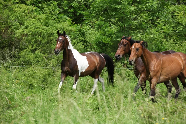 Три коні на пасовищі — стокове фото