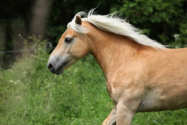 Otlak üzerinde çalışan haflinger — Stok fotoğraf