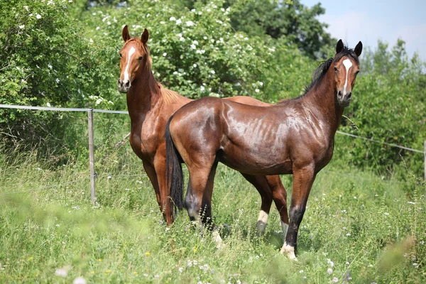 Deux jeunes chevaux debout sur le pâturage — Photo