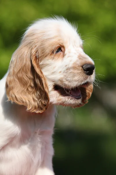 英国のコッカー spaniel 子犬の笑みを浮かべての肖像画 — ストック写真