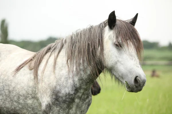Niza gris cayó yegua pony en el pastoreo —  Fotos de Stock