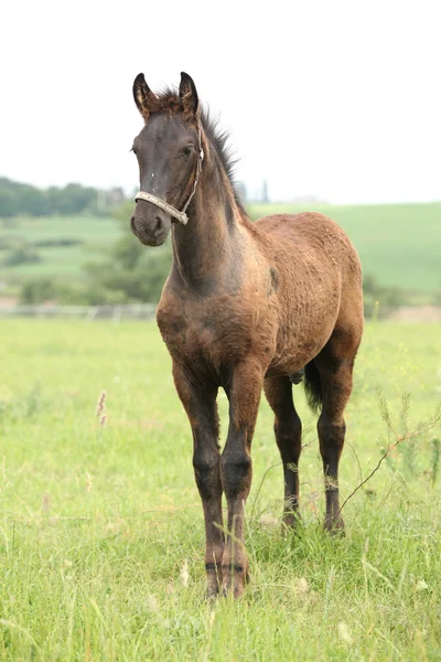 Friesian foal with halter standing on pasturage — Stock Photo, Image