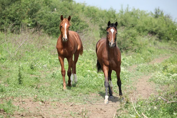 在自由中运行的两个年轻马 — 图库照片