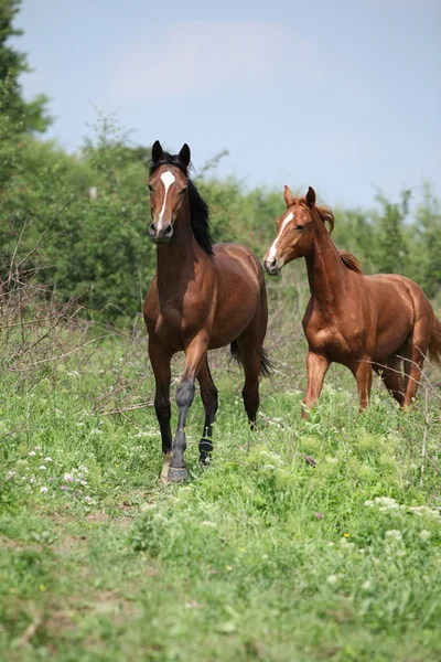 Deux jeunes chevaux en liberté — Photo