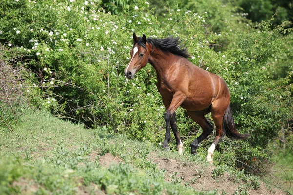 Miły młody koń bieganie po nierównościach — Zdjęcie stockowe