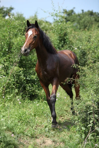 Young horse standing between some bushes — Stock Photo, Image