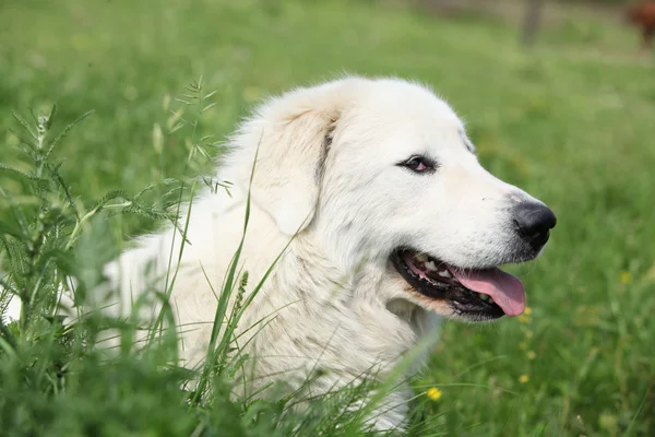 Пиренейская горная собака лежит в траве — стоковое фото
