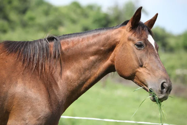 Portrait of horse eating — Stock Photo, Image