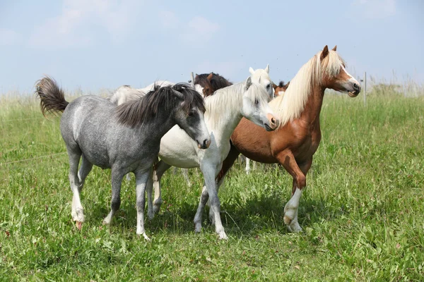 Welsh ponnies verplaatsen — Stockfoto