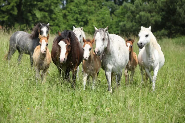 Dávka welsh ponnies společně napájen z pastvin — Stock fotografie