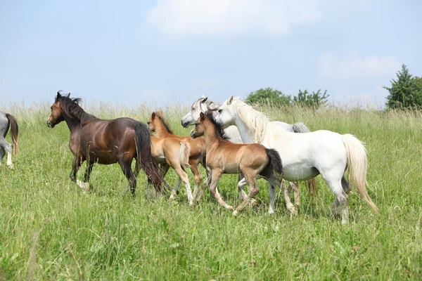 Mares y potros moviéndose sobre los pastos —  Fotos de Stock