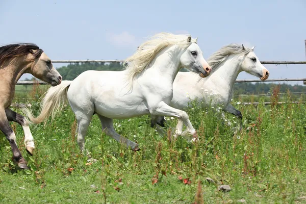 Young welsh ponnies running together on pasturage — Stock Photo, Image
