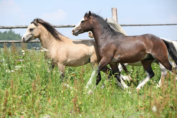 Junge walisische Ponys laufen gemeinsam auf der Weide — Stockfoto