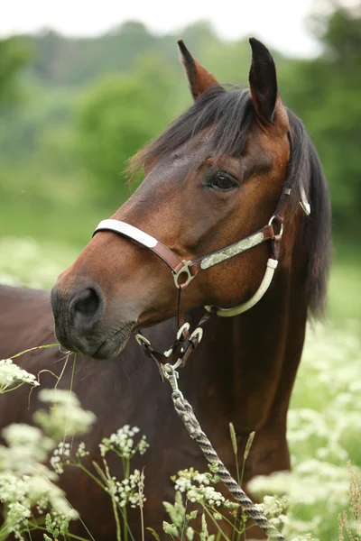 Mooi bruin merrie met halster — Stockfoto