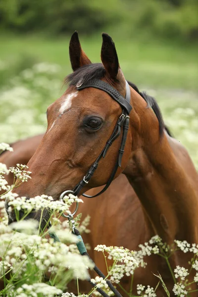 Beautiful brown mare with bridle — Stock Photo, Image