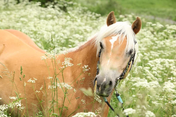 Wspaniały haflinger z uzda — Zdjęcie stockowe