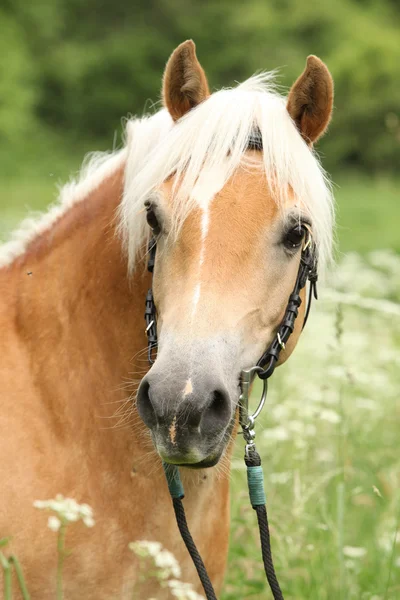 Prachtige haflinger met hoofdstel — Stockfoto