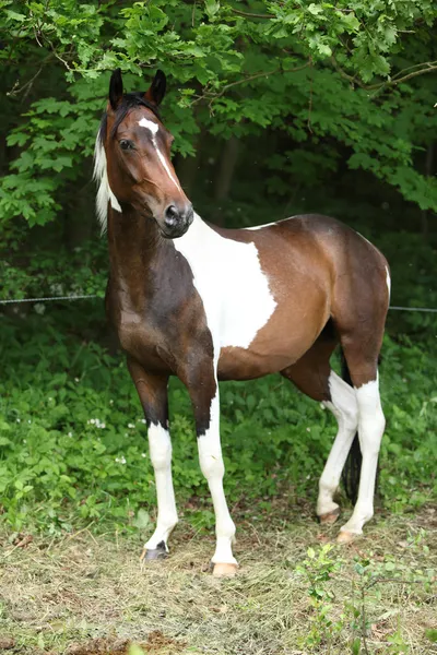 Skewbald mare in front of green background — Stock Photo, Image