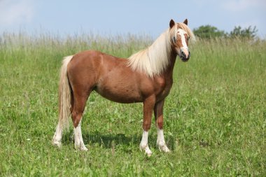 güzel genç dağ midilli sözünü tutmamak.