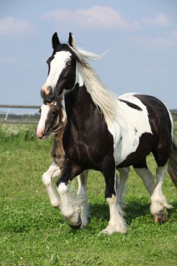güzel İrlandalı cob mare otlak üzerinde tayı ile