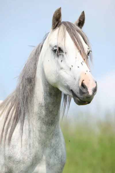 Pony de montaña galés con moscas molestas —  Fotos de Stock