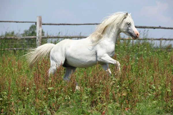 白いウェールズの山のポニー種牡馬ギャロッピング — ストック写真