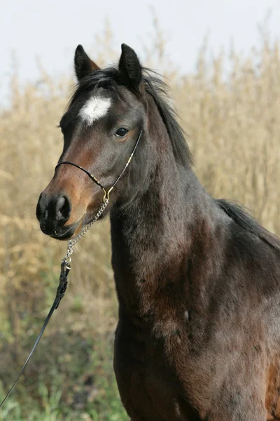 Portrait of welsh part-bred mare with halter — ストック写真