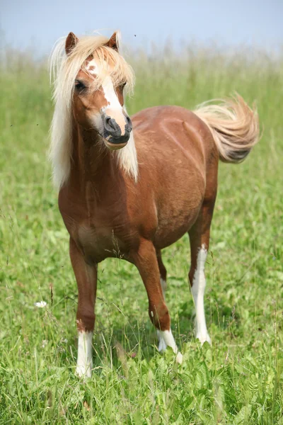 Nice welsh mountain pony standing on pasturage — Stock Photo, Image