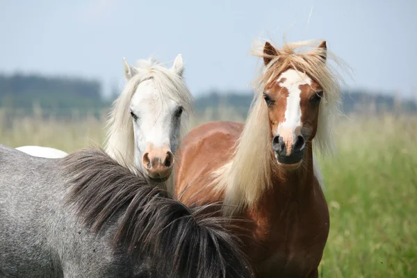 Junge Ponys auf der Weide — Stockfoto