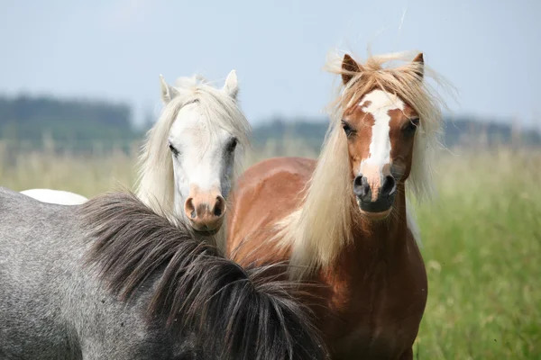 Mladí ponnies na pastvin — Stock fotografie