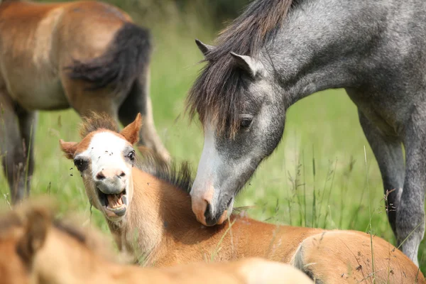 Young pony meeting scared foal — Stock Photo, Image