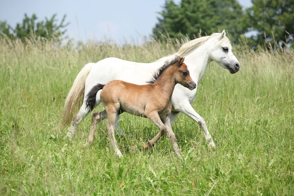 Mare with foal on pasturage — Stock Photo, Image