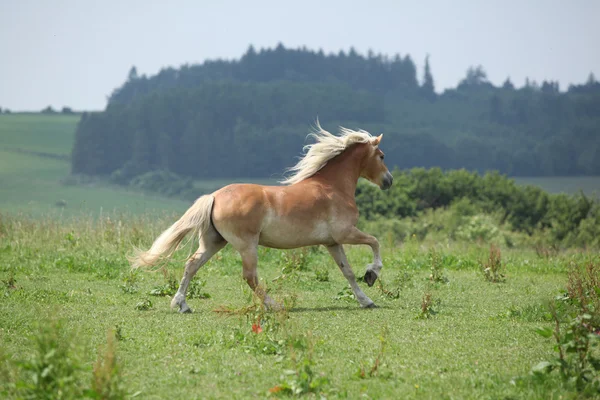 Hermoso haflinger huyendo — Foto de Stock