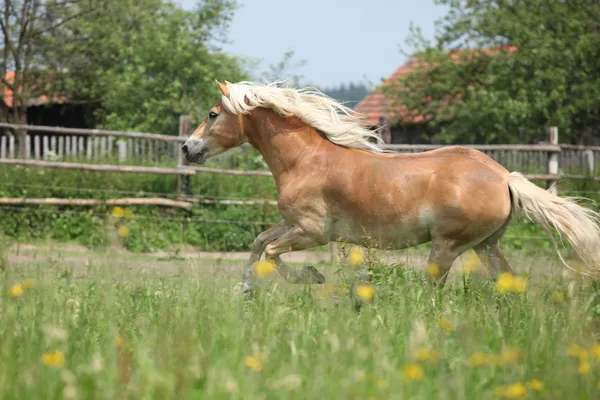 Kastanienhaflinger läuft auf Weide — Stockfoto