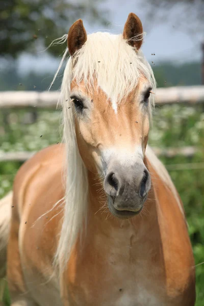 Portret van kastanje haflinger op weidegronden — Stockfoto