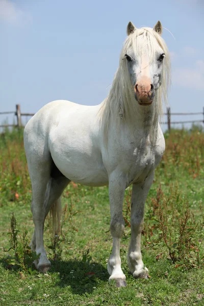 ウェールズの山のポニー種牡馬を見て — ストック写真