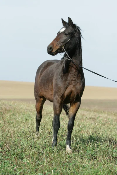 Portrait of welsh part-bred mare with halter — ストック写真