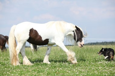 İrlandalı cob kenar kömür ocağı ile oynama