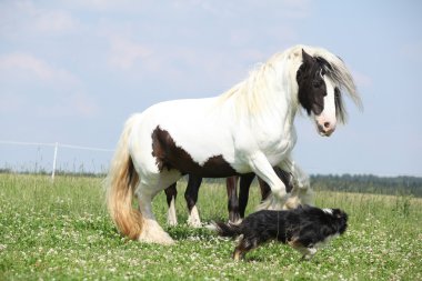 İrlandalı cob kenar kömür ocağı ile oynama