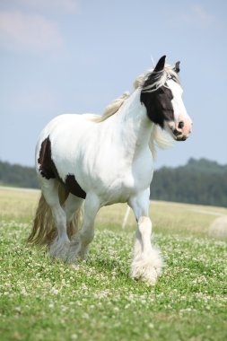 güzel İrlandalı cob çalışan