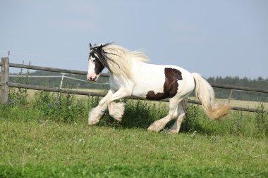güzel İrlandalı cob çalışan