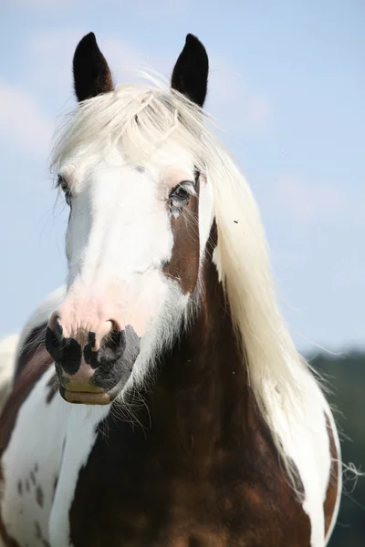 Beautiful irish cob looking at you — Stock Photo, Image