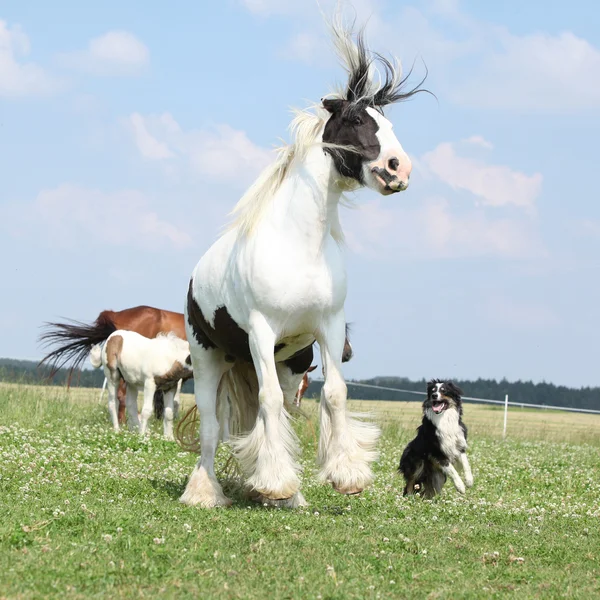 Irish cob and border collie jumping together — Stock Photo, Image